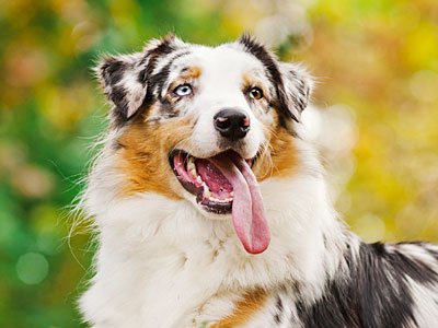 Australian-Shepherd-1.jpg