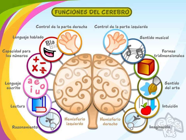 funciones-del-cerebro.jpg