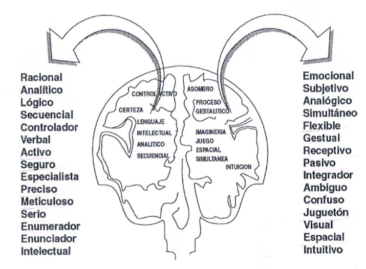 cerebro 5.png