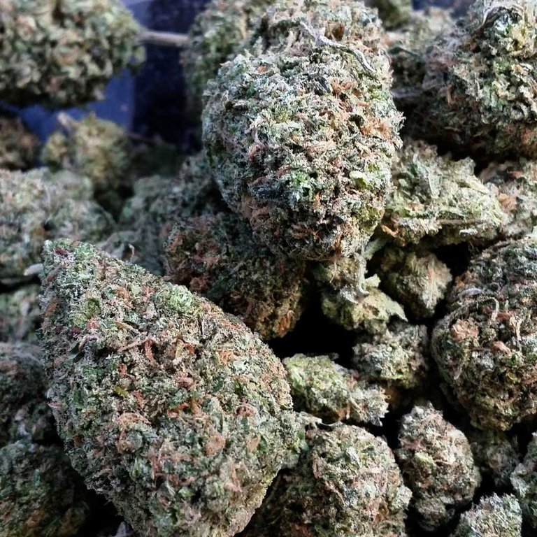 thick-dense-marijuana-buds.jpg