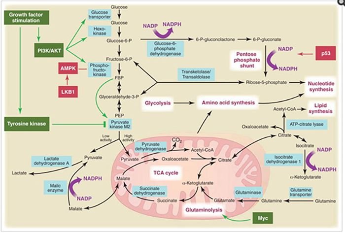 pi3akt pathway.jpg