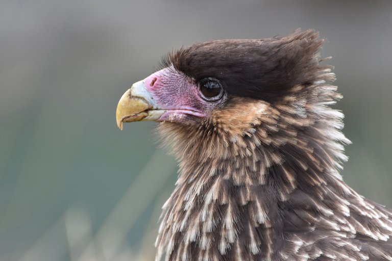 baby-caracara-profile-parque-nacional-tierra-del-fuego.jpg