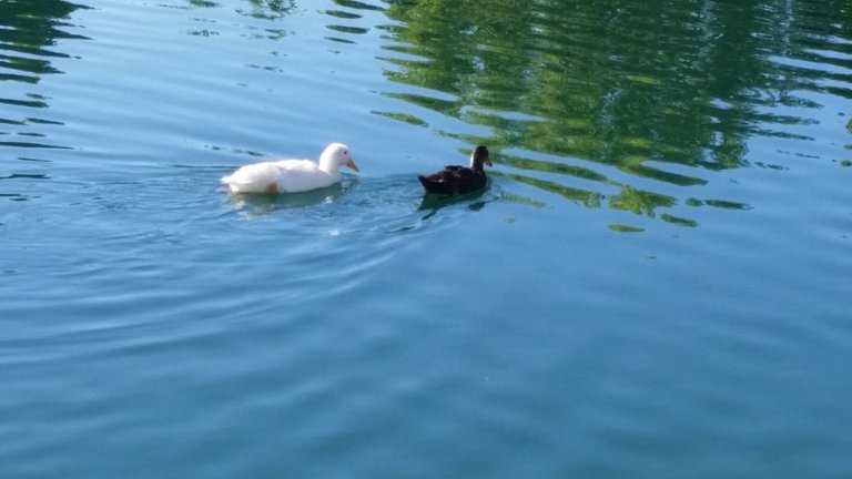 birds lake 2.jpg