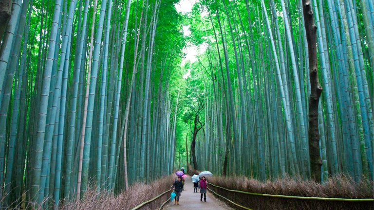 Arashiyama-Bamboo-Forest-Kyoto-Japan.jpg