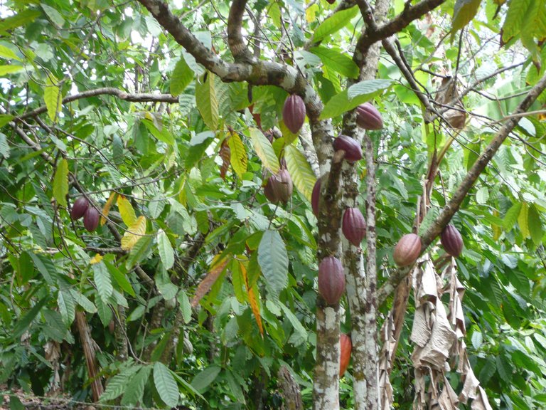 Punta_Cana_Theobroma_cacao_tree_2.jpg