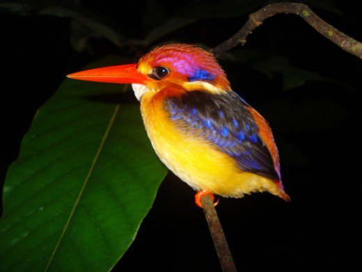 Black Backed Kingfisher.jpg