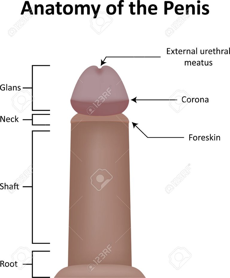 external-male-penis-parts-anatomy-of-the-penis-stock-photo-picture-and-royalty-free-image.jpg
