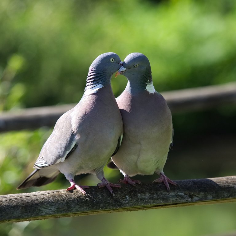 love of pigeons.jpg