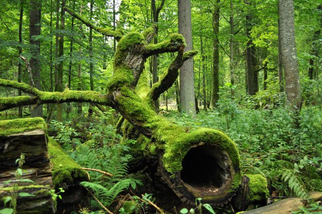 Bialowieza_National_Park_in_Poland0029-e1466075688509.jpg