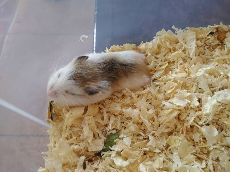 Roborovski Hamster 21 Days Old 2.jpg