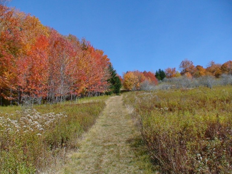 Looking Uphill at the Autumn Colors.jpg