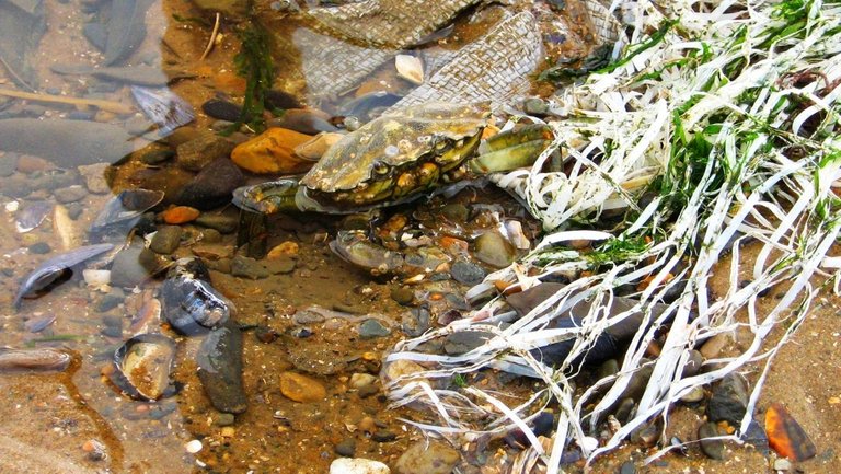 19342248726 - a well camouflaged green crab in a scruffy rock.jpg