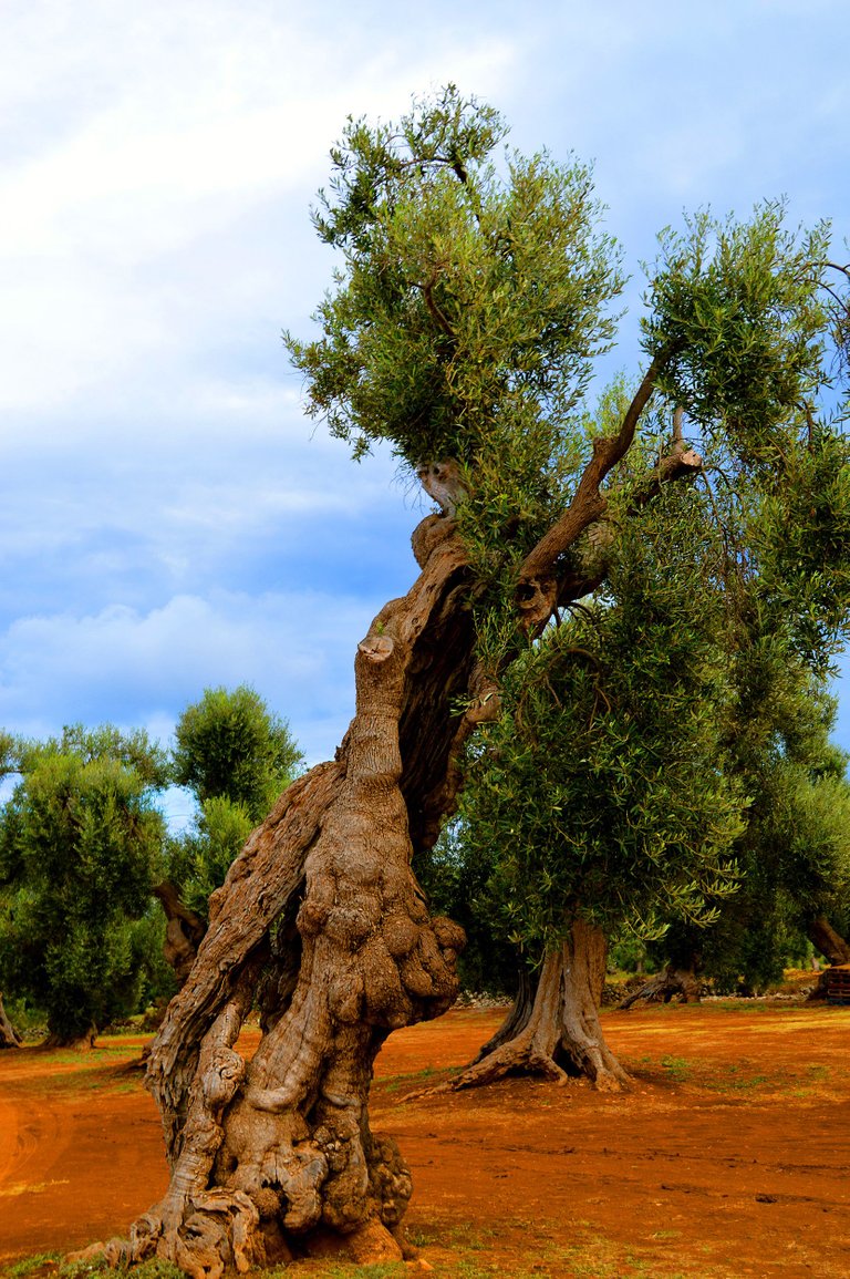 olive-tree-4.jpg