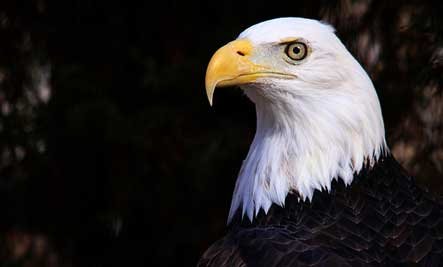 eagle-eye-flickr.jpg