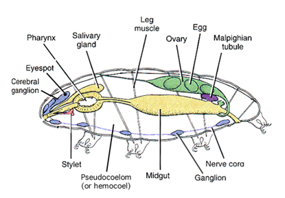 Imagem Tardigrada 1.png