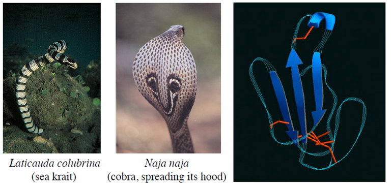 cobratoxin-1.PNG