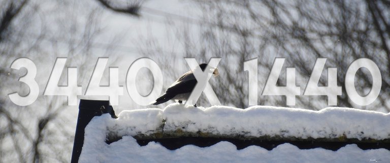 3440x1440 Thumb Winter Crow.jpg