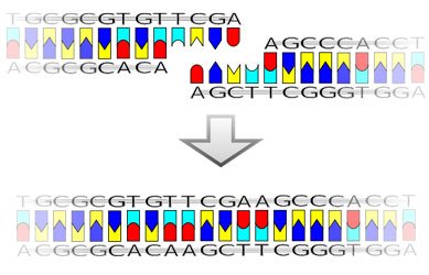 800px-Ligation-.jpg