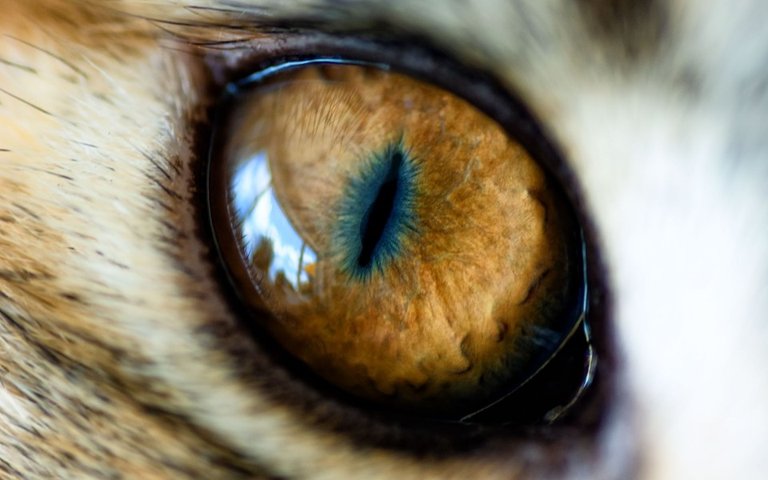 Cats-Eye1-960x600-wide-wallpapers.net.jpg