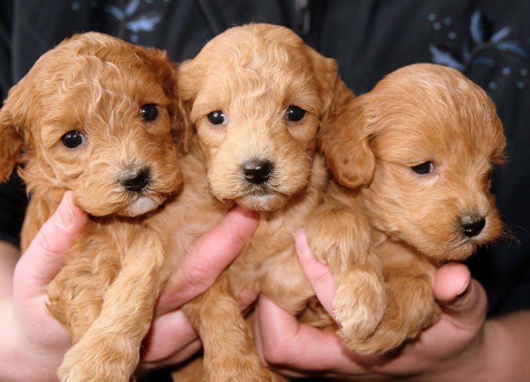 puppies_golden_doggies-1080738.jpg