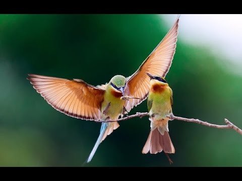 humming-beautiful-birds-national-480x360.jpg