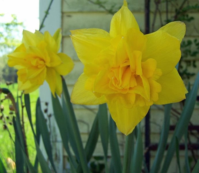 East Shed - double daffodil2 crop May 2018.jpg