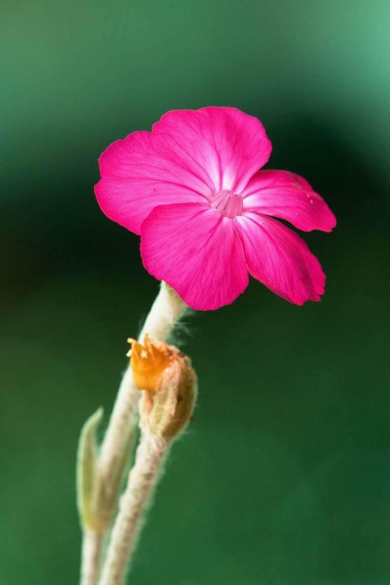 Silene_coronaria-001.jpg