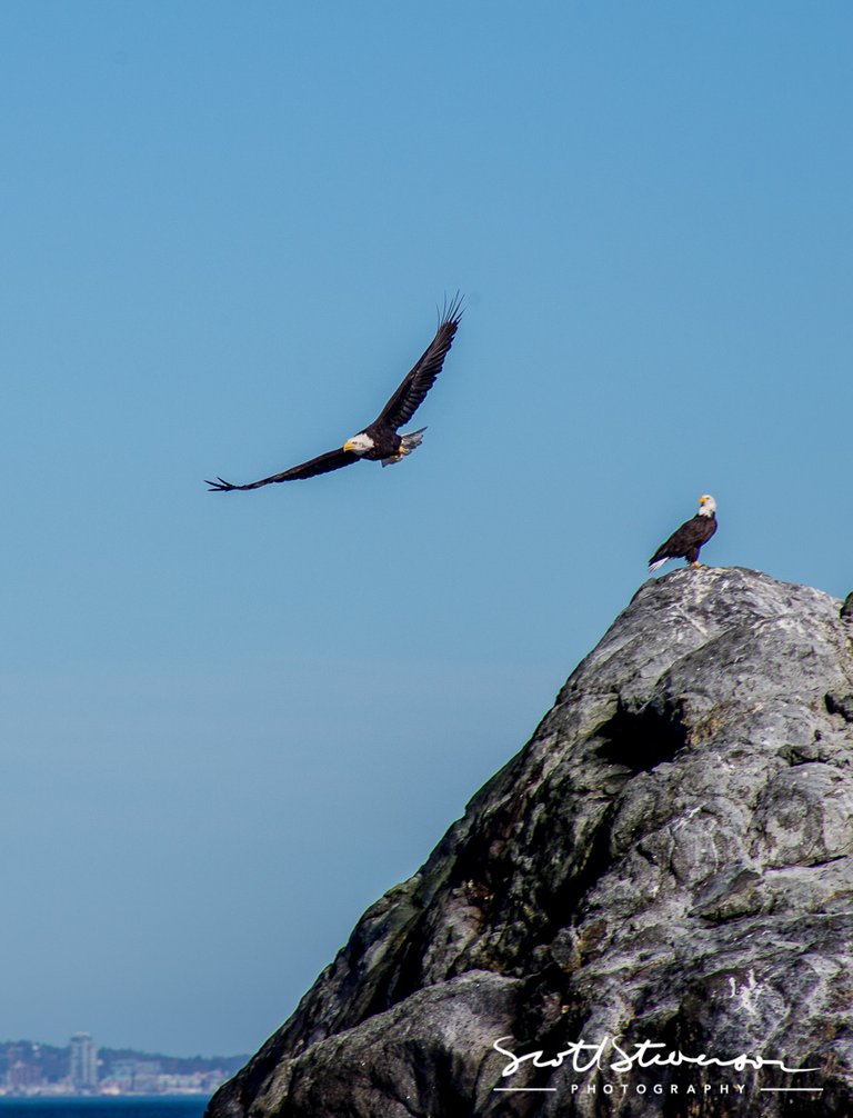 Bald Eagle-10.jpg