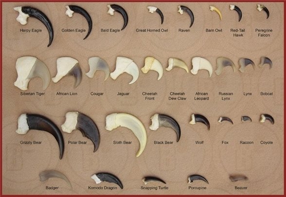 talons by species sized.jpg