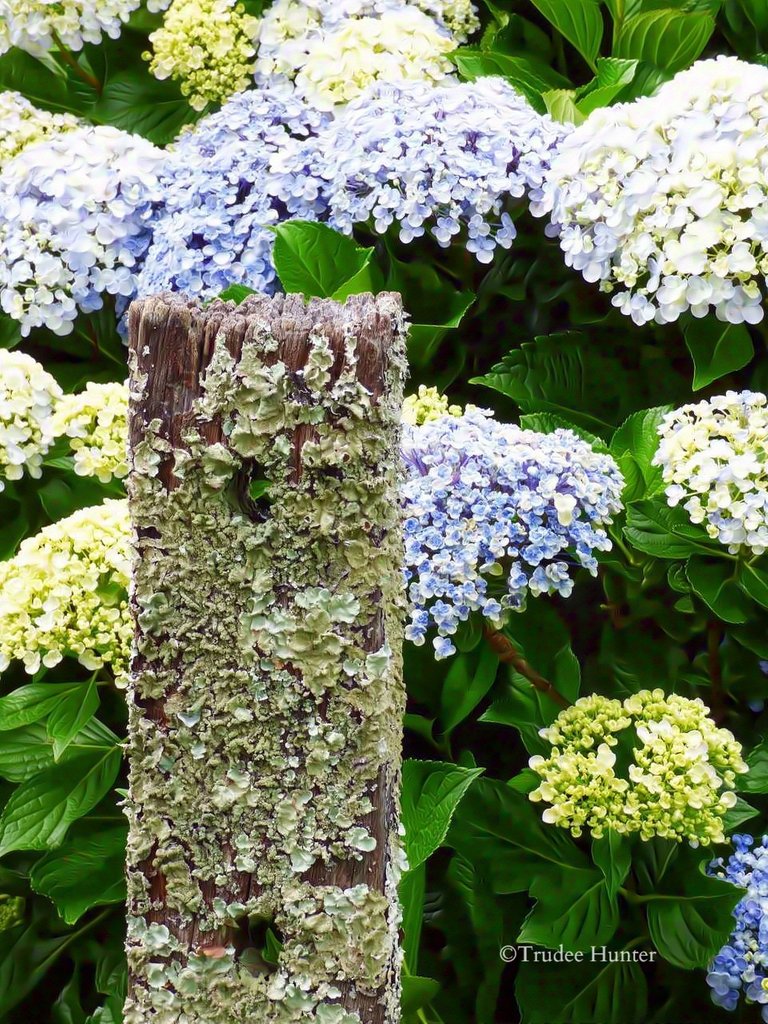 WM lichen covered post.AD jpg.jpg