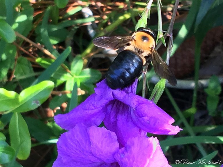 Bee Mexican petunia-1.jpg