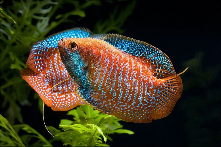 Colisa-Lalia-Gourami-pitic.jpg