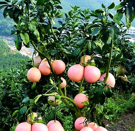 5pcs-bag-Fresh-Red-meat-pomelo-tree-seeds-bonsai-plant-fruit-tree-seeds.jpg