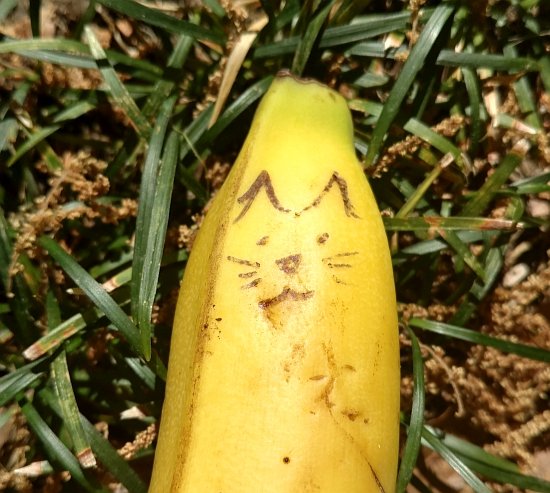 Catnana head in grass 550x493.jpg