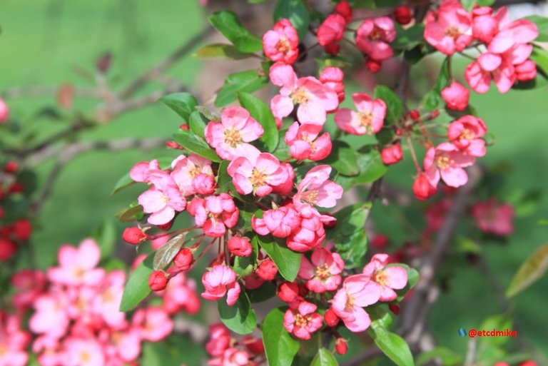 Indian Magic Flowering Crabapple IM-M5-0060.JPG