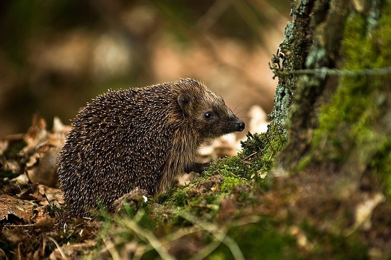 800px-West_European_Hedgehog_(Erinaceus_europaeus)2.jpg