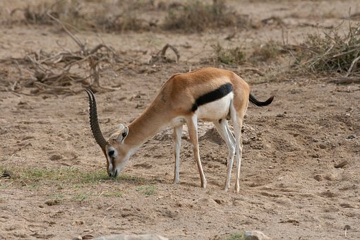 gazelle-2304092__340.jpg