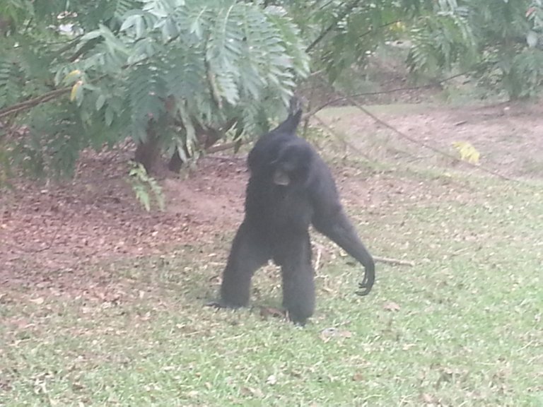 Khao Kheow Open Zoo6.jpg