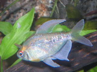 Moenkhausia pittieri (Elmas Tetra).jpg