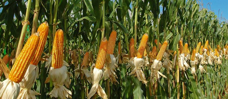 gmo corn.jpg