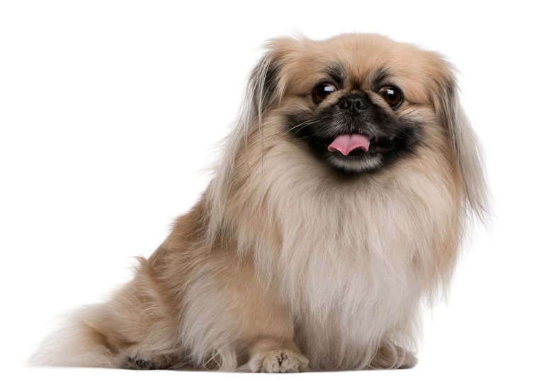 pekingese-05.jpg