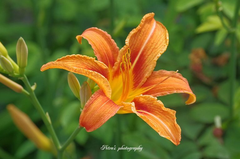 Orange Lily.jpg