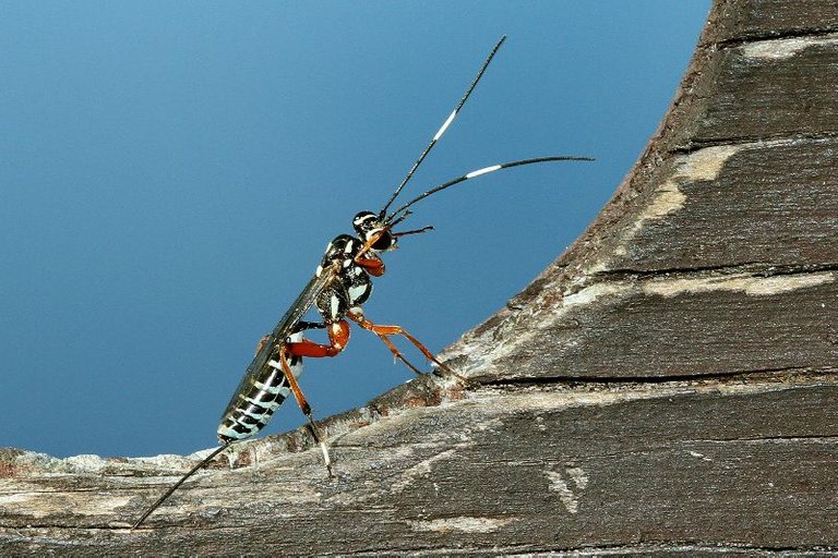 braconid-narawntapu.jpg