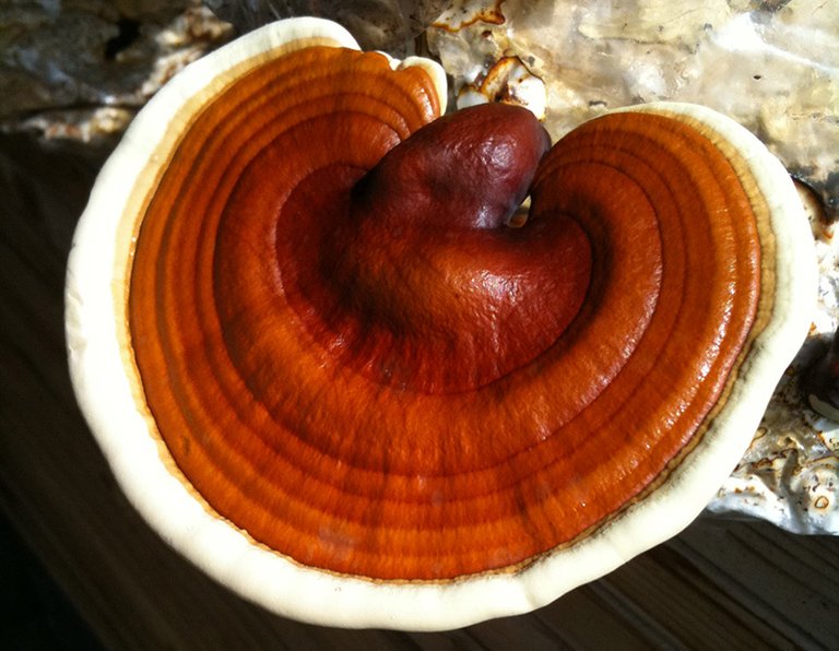 Reishi_mushroom.jpg