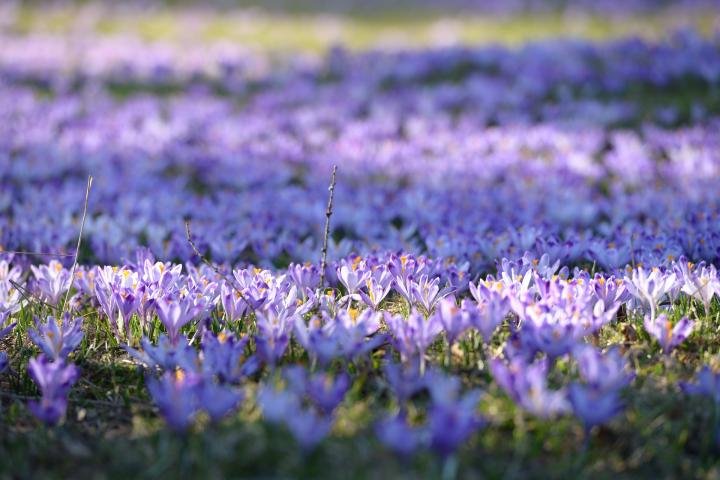 crocus-field_full_width.jpg