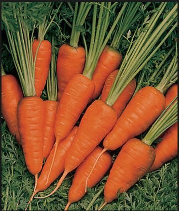 carrots.JPG