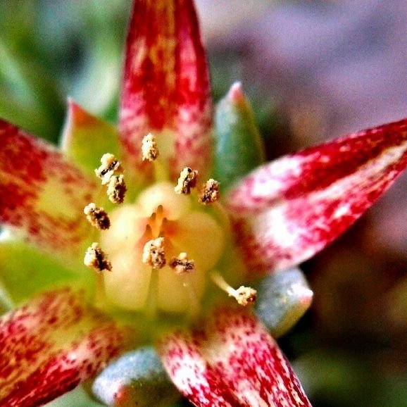 Graptopetalum macdougallii.jpg