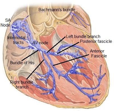 Cardiac_conduction_system.jpg