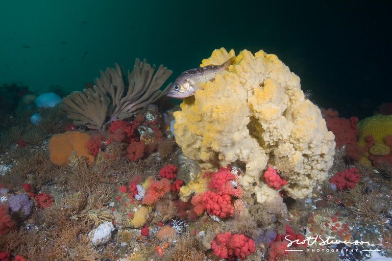 Yellowtail Rockfish-1.jpg