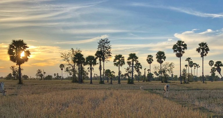 Sunset in rural Cambodia